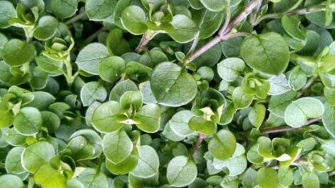 Foraging the Fresh Taste of Spring: Wild Chickweed Salad and Wild Chickweed Pesto Recipes Image